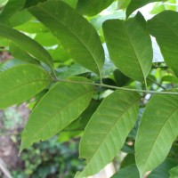 Aphanamixis polystachya (Wall.) R.Parker